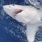 少年が45分の格闘の末釣り上げたのは、ホホジロザメだった!