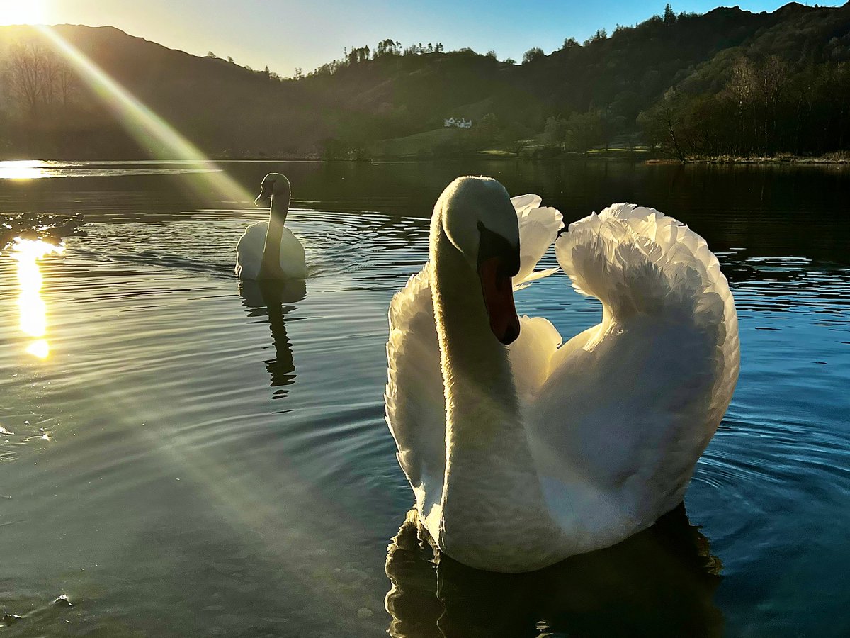 Natures spotlight on #Louis…

Son of the infamous <a href="/HenrySwan13/">HenrySwan</a> and named after #LouisSuarez for his quality biting technique, he has returned with his mate and appears to have banished #Lady &amp; her cygnets from the bay this last few days.

#Grasmere #LakeDistrict
<a href="/ThePhotoHour/">#ThePhotoHour</a>