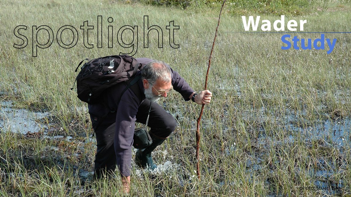 Spotlight by <a href="/DebbieBuehler/">Deborah Buehler</a>:
A 30-year effort to study an elusive bird

waderstudygroup.org/article/16646/ 
#openaccess #waders #shorebirds #ornithology