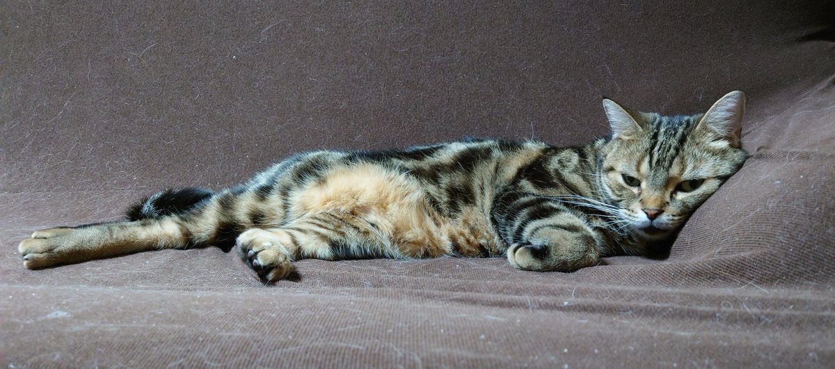 ウトウトモードな力丸😺