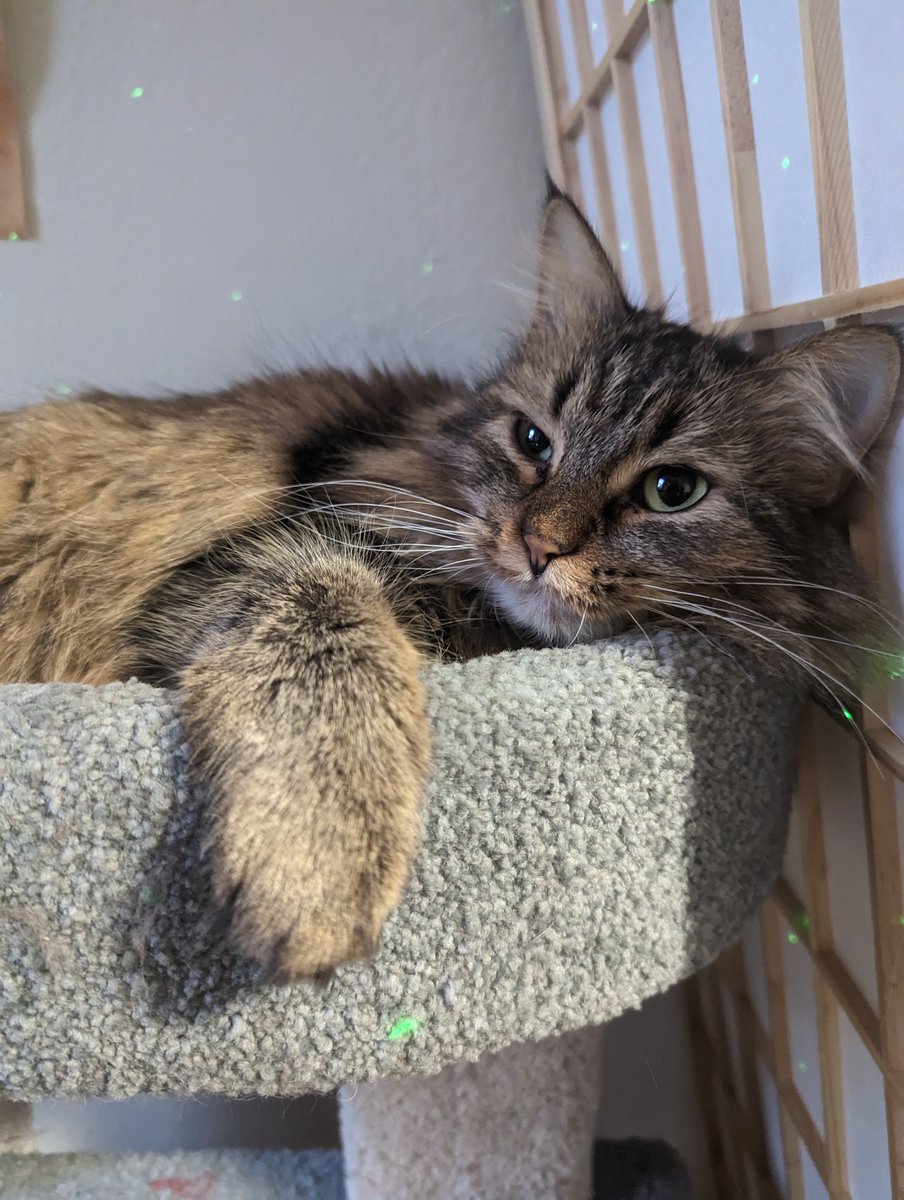 Finch is slowly taking over this account xD