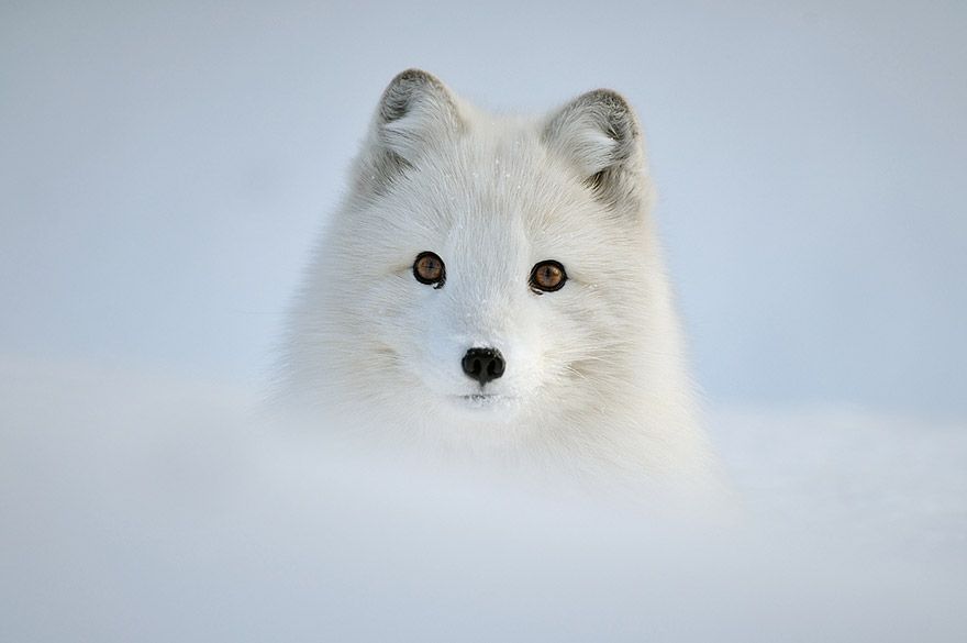 Daily Arctic Fox tweet media