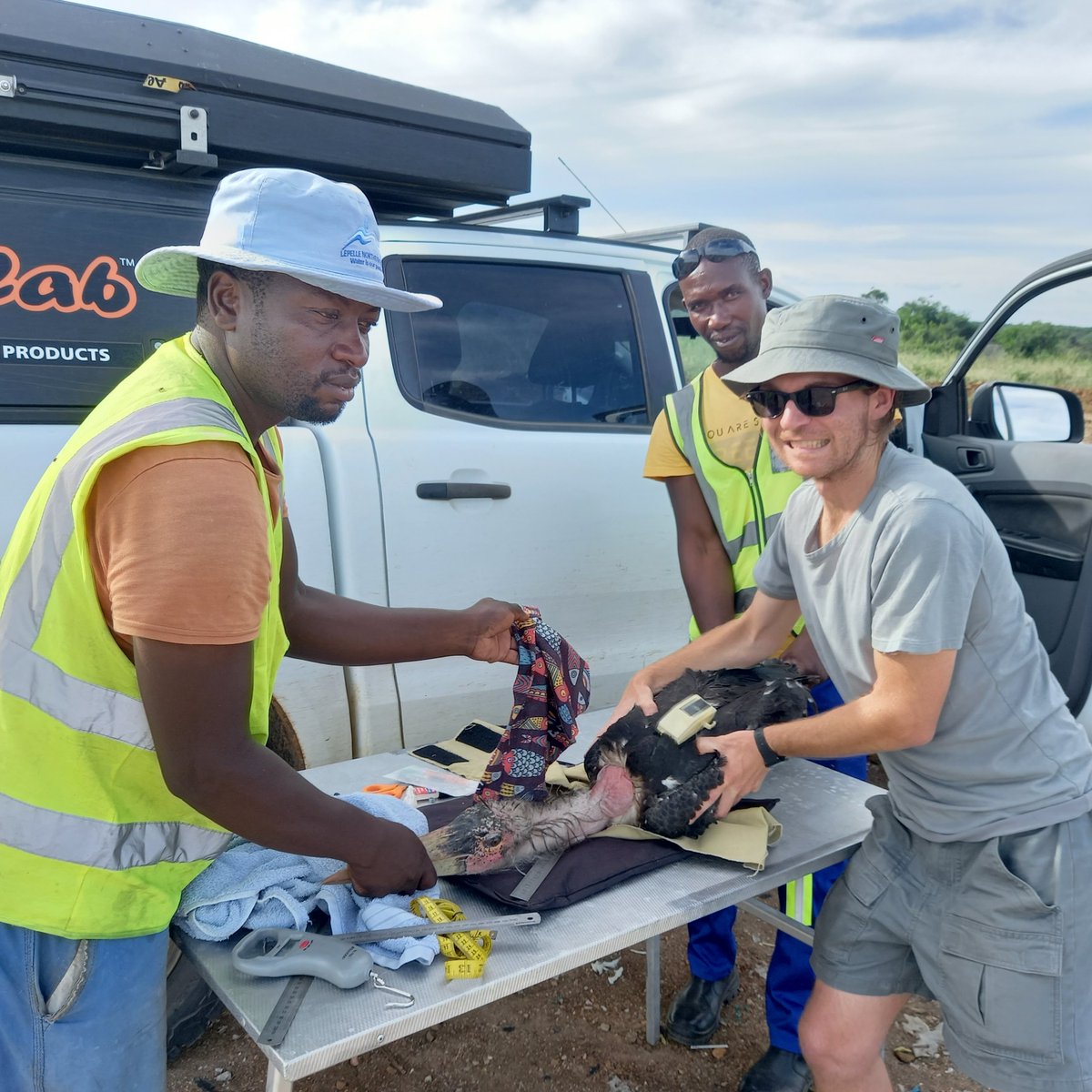 Lindyt18's tweet photo. Fitting a #Marabou with a tracking device for @JonahGula's PhD project
#birdsofpreyprogramme #stork #ukzn #lowveld @Alucab @IBIS_journal #birdbanding #birdringing #fieldwork #ornithology @TheEWT
https://t.co/jYUSIgyMfT https://t.co/gp65Ig2J1b