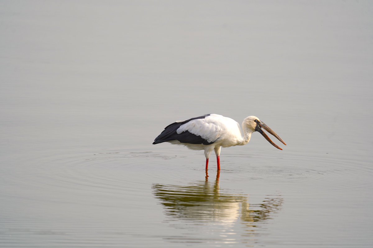 rneelmani's tweet photo. Food time for an #OpenBill
#BirdsSeenIn2023 #Birding #BirdsPhotography #photooftheday #PHOTOS @IndiAves #IndiAves
@WildlifeMag #BBCWildlifePOTD #ThePhotoHour #NaturePhotography #Birds #nature #BirdsOfTwitter https://t.co/hKtZtUoe6C