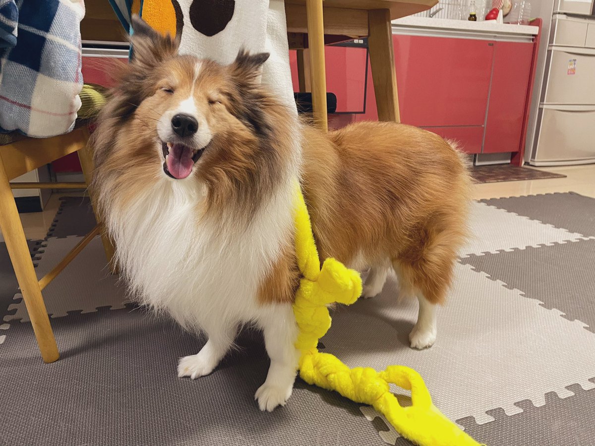 コムギ (@46komugi) on Twitter photo 