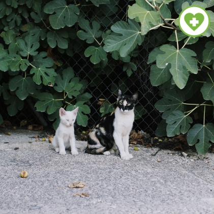 Warum ist unsere Säule #Kastration in unserer #Tierschutzarbeit so immens wichtig? Nur durch Aufklärung +Kastrationen kann auf Dauer eine Verhaltensänderung der Menschen herbeigeführt werden, und nur dann ist eine Besserung der schlimmen Zustände möglich. ow.ly/w1x450MrRtV