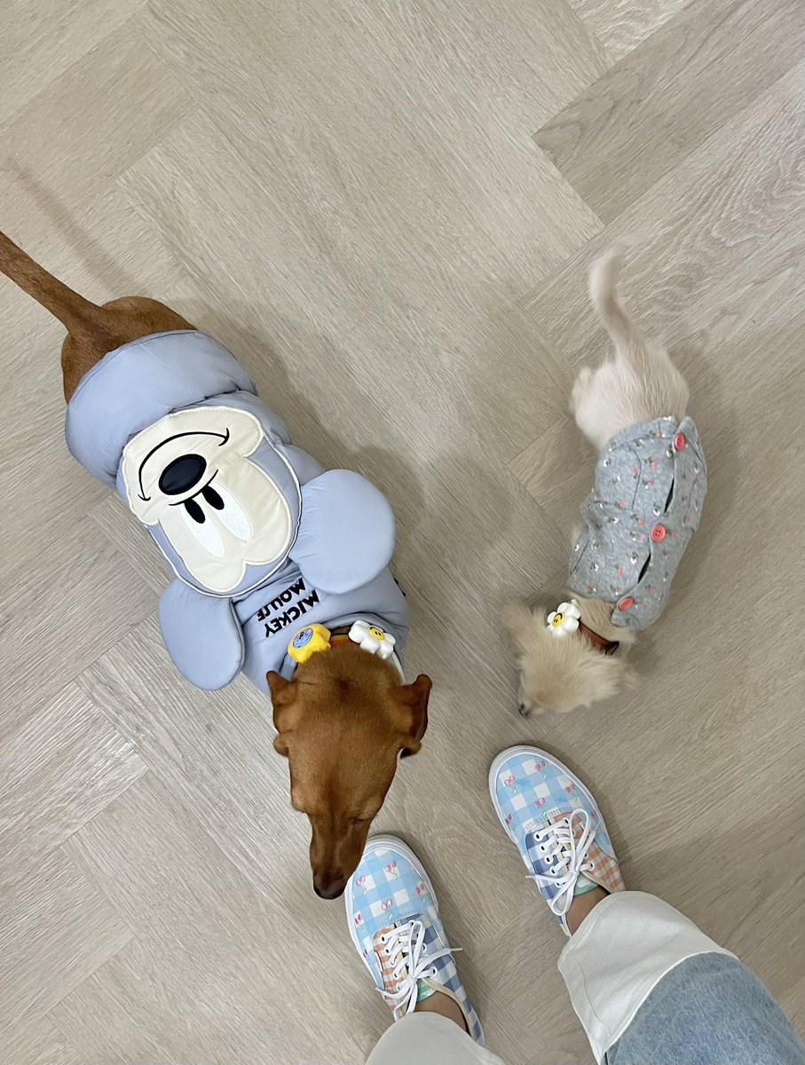 srchafreen's tweet image. เจ้าก้อนความน่ารัก 🥝✨🍐🤎