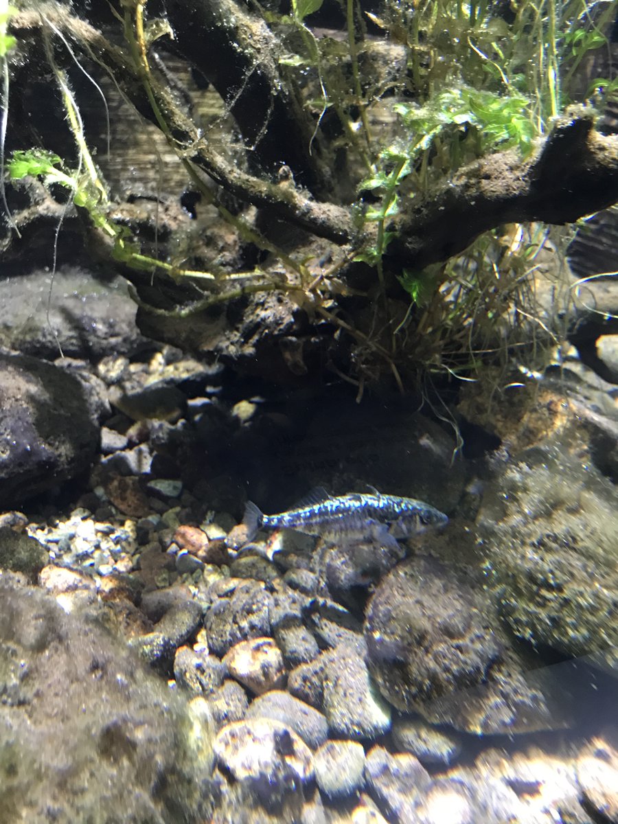 Visiting Civic Natural Hystory Museum and Acquarium of Milan with <a href="/Upo/">upo</a> students. #zoology