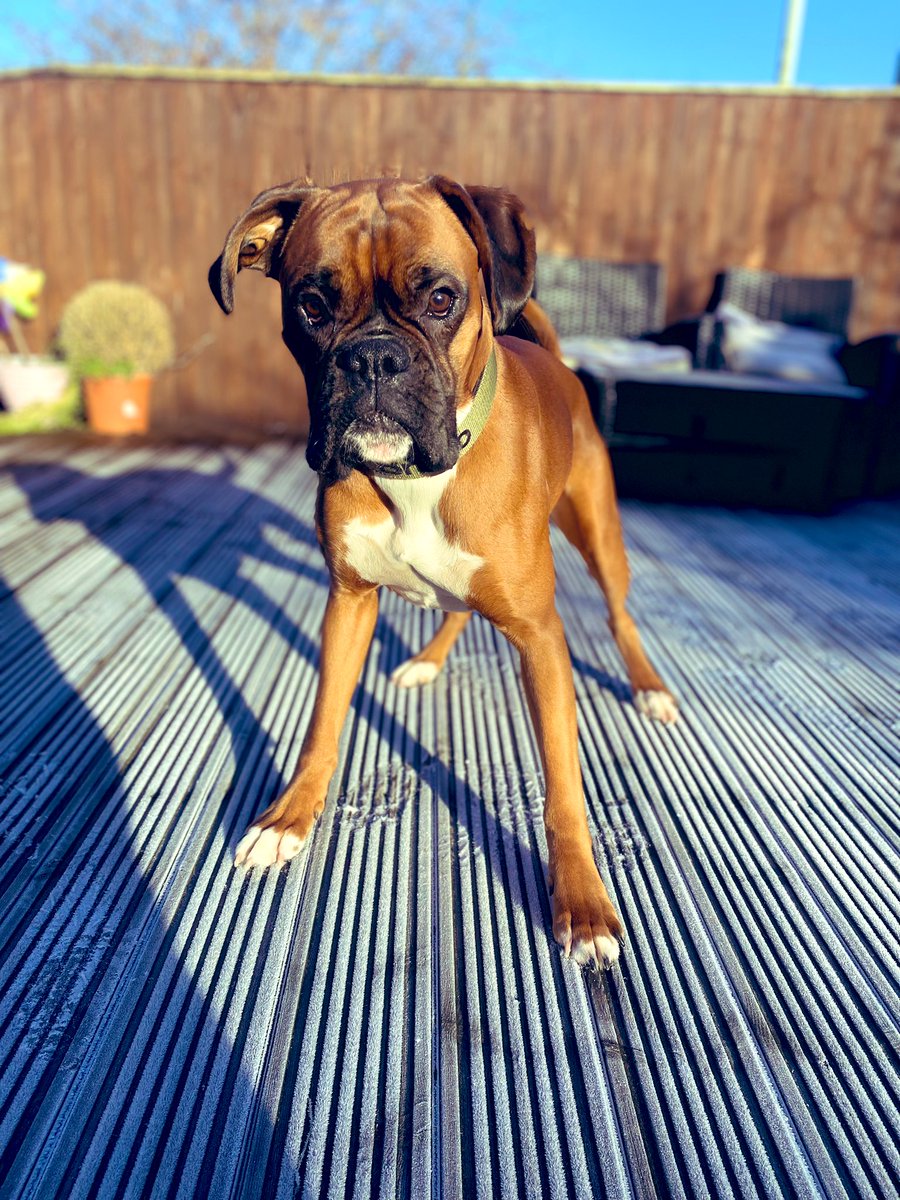 Bruno bear 🖤🤎🤍