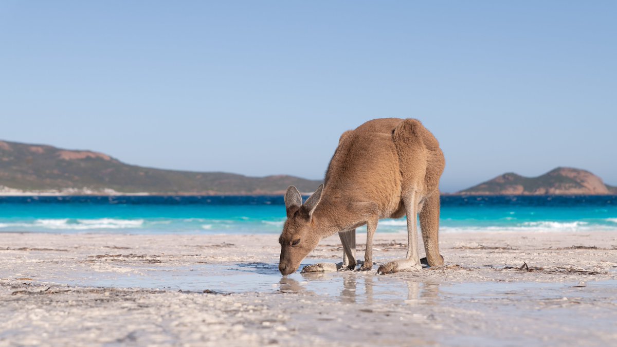 NATUREBYNATHAN's tweet photo. Summer on the south coast of @WestAustralia looks a little like this🌞

#esperance #goldenoutback #seeaustralia https://t.co/7xymZZKy8Y