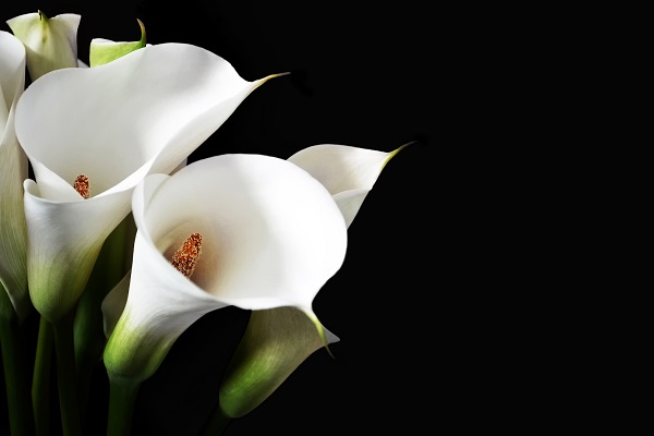 LBRUT's tweet image. Please be aware that tomorrow (Saturday 21 January) there will be traffic disruption from 11am onwards on the A316 East bound, in Twickenham and Whitton. This is due to the friends and family attending the funeral of Reece Newcombe who was tragically killed last year.