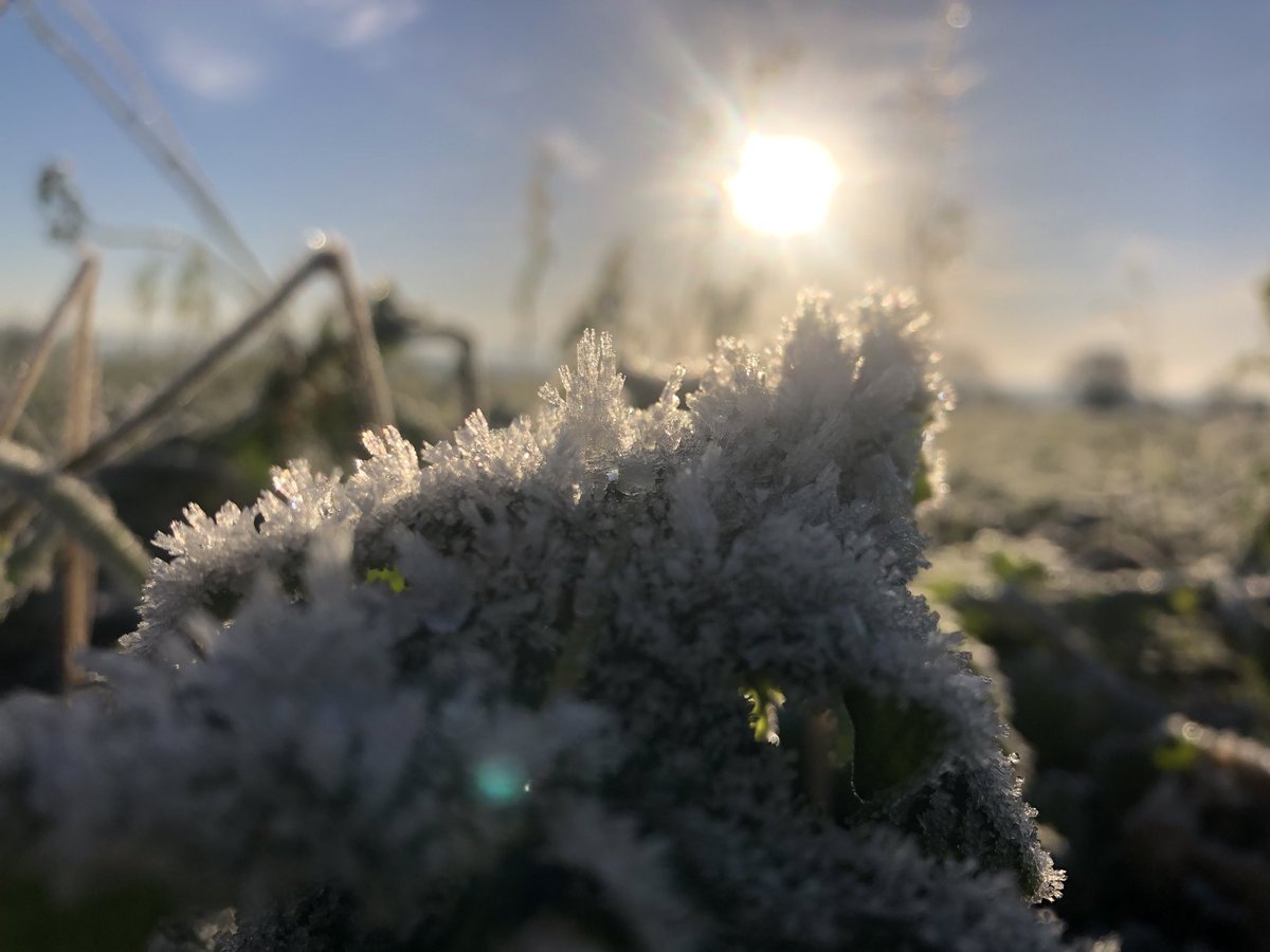 Oliver_Seeds's tweet photo. @JohnHar25622837 is looking at cover crops on this glorious morning #soil #covercrop #impressiveinthefield https://t.co/5xkFSEWChI