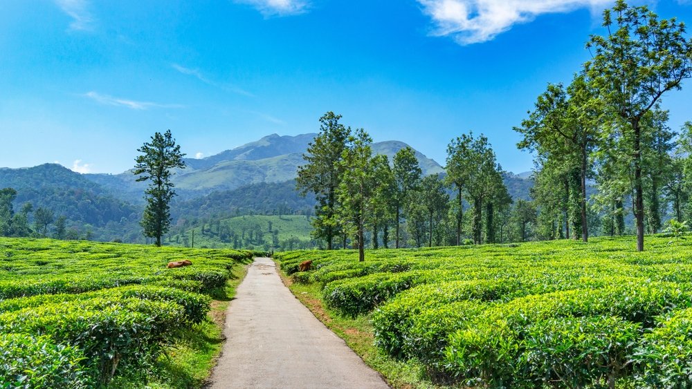 KeralaTourism's tweet photo. “I am human... for me, it's time” Jacinda Ardern

Time for Kerala? Here are a few recommendations for a rejuvenating holiday for Prime Minister @jacindaardern once she steps down from her post as Prime Minister of New Zealand. 

#JacindaArdern #ItsTimeForKerala #KeralaTourism https://t.co/LX5K4pXEHB