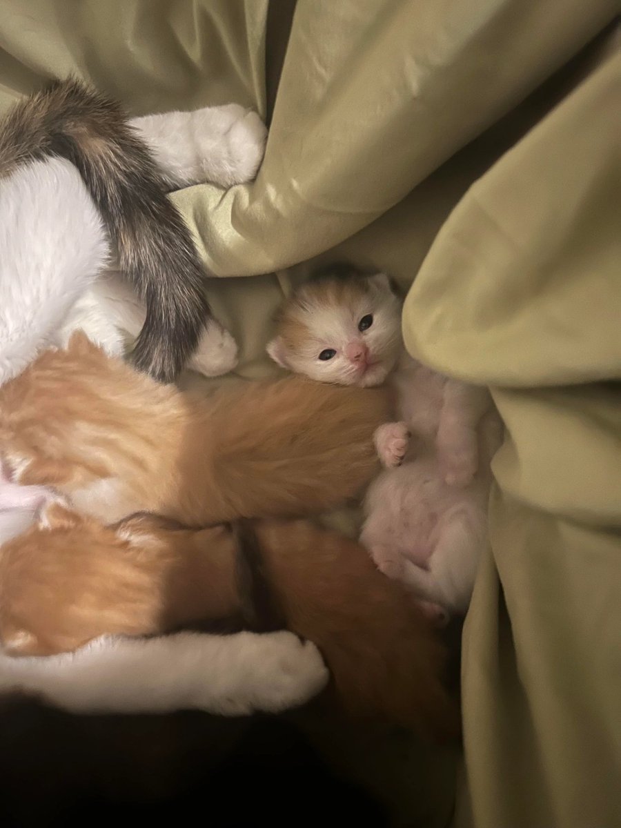 hum spoingle tweet media