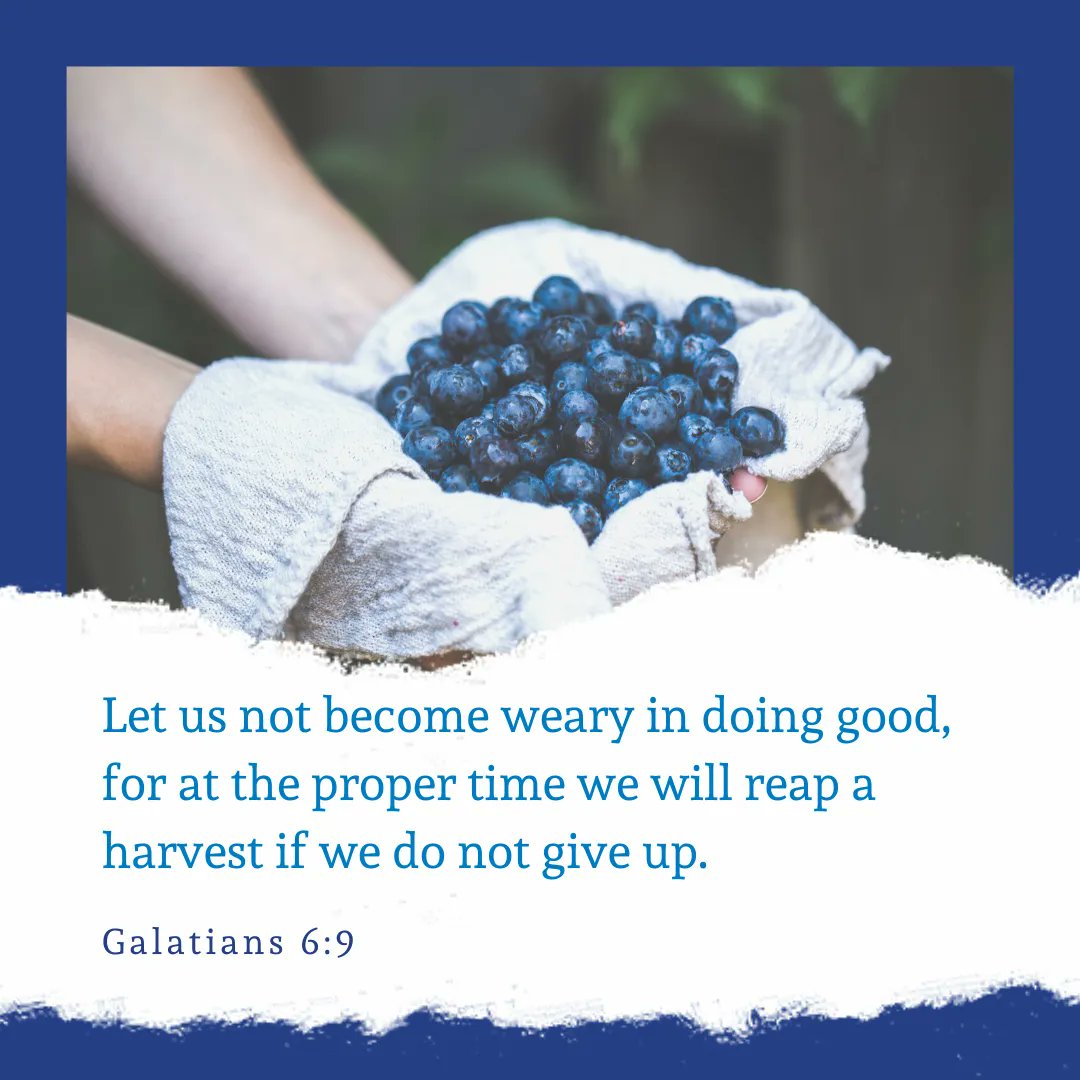 openb4t's tweet image. Let us not become weary in doing good, for at the proper time we will reap a harvest if we do not give up. Galatians 6:9 

#B4T #BusinessForTransformation #OPEN #OPENUSA #Galatians69 #Harvest #Reap #DoingGood #Workship #LetUsNotBecomeWeary
