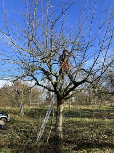 GlosOrchards's tweet photo. The first of our planned monthly workshops at Longney Orchard took place on 18th January.
A small team of energetic (and young) people pruned about 8 to 10 trees at the far end of the Long Tyning part of the orchard. #Longney #orchard #pruning
https://t.co/anLWuKYm16 https://t.co/6YtQwkRfeZ