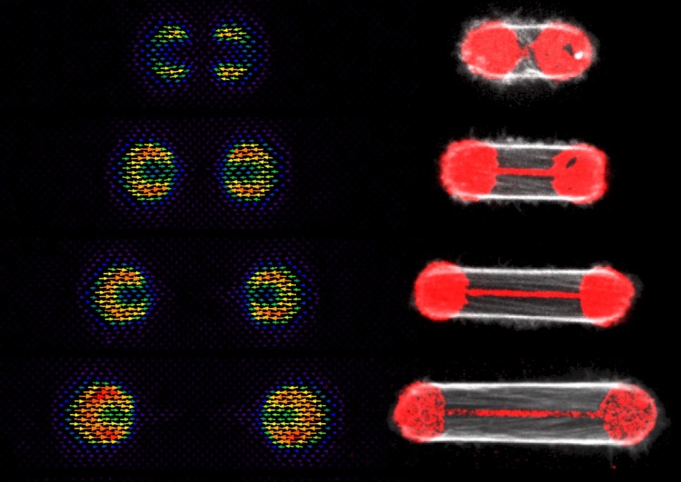 The CytoMorpho Lab is recruiting !
We have a two-year postdoc fellowship to study the scaling of actin-based structures in living cells.
The position is available in Grenoble.
cytomorpholab.com/index.php/job_…
please RT