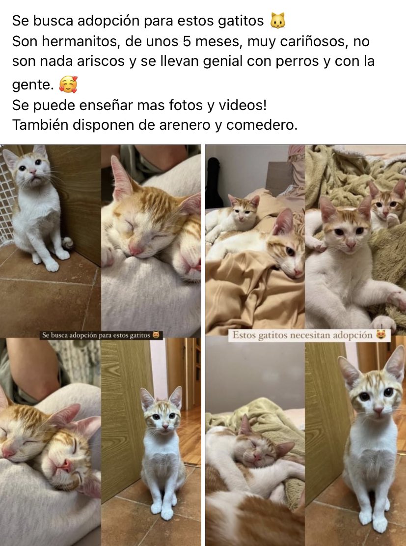 mariaapereezz01's tweet photo. Porfa compartid 🥺🫶🏼🐱 https://t.co/yntVrE02sf