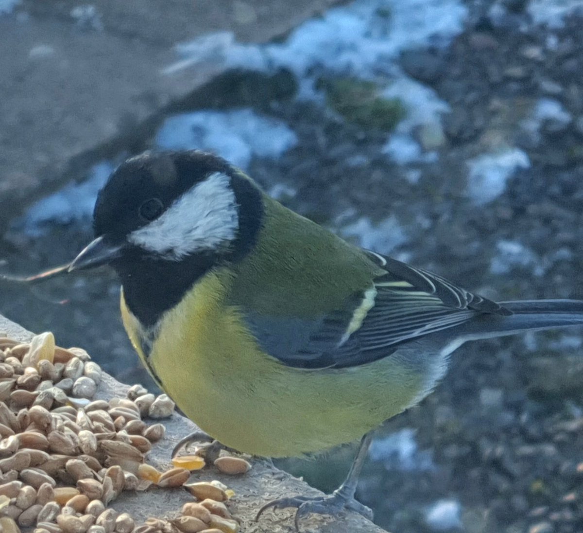 Trying out burst shots on new phone camera. Nice pic of this cutie when came to feed.
#bluetit #birdlife #scotland #winterwatch #samsung