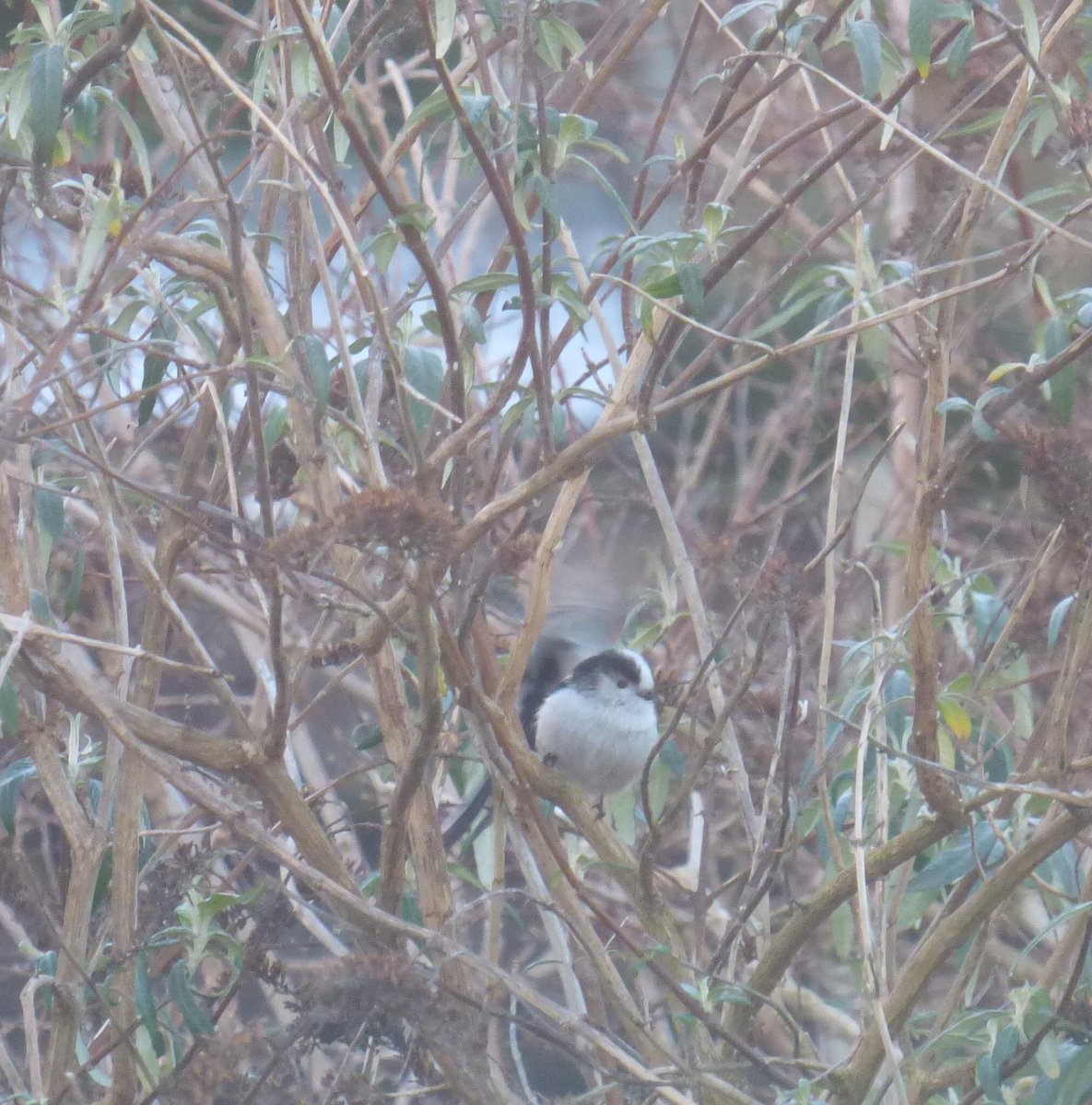 Spotted a blackbird (one of my favourite birds) and some long tailed-tits in the garden yesterday. 
#birds #gardenspecies #gardenbirds #nature #wales #Cymru