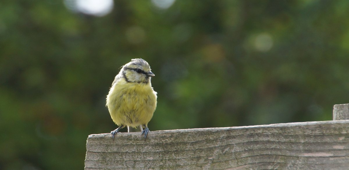 27/01 en 29/01 Nationale Tuinvogeltelling
Wil je mee doen aan de Tuinvogeltelling? Kom dan naar De Boswerf! Op vrijdag 27/01 van 10u tot 16u en zondag 29/01 van 12u tot 16u zijn er ervaren vogelaars die je van alles kunnen vertellen.
Kijk op tinyurl.com/wvy5je3e voor info.