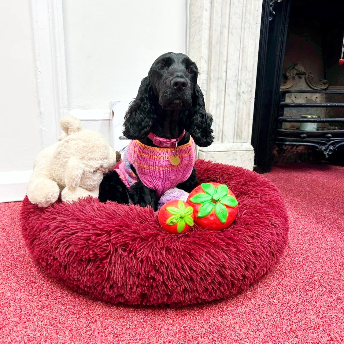 Our special visitor today! Bring you dog to work day!
Nellie loves showing off her jumper! ❤️❤️❤️❤️
#homeowners #mortgages #dogatwork #doglove