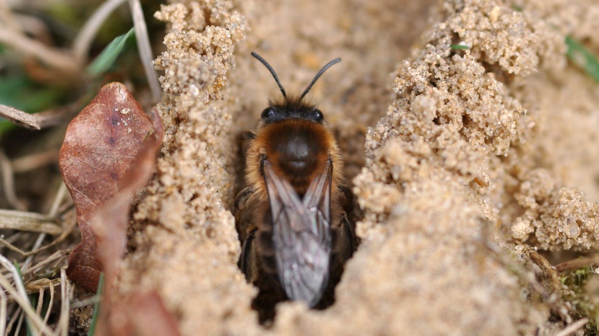 Die pelzige Frühlings-Seidenbiene wurde zur #Wildbiene des Jahres 2023 gewählt.🐝 Herzlichen Glückwunsch, Colletes cunicularius! Die Biene ist bereits im März zu beobachten. Ihre Nester baut die Solitärbiene in sandigen Wiesen, Dünen, Kiesgruben oder Sandkästen auf Spielplätzen.