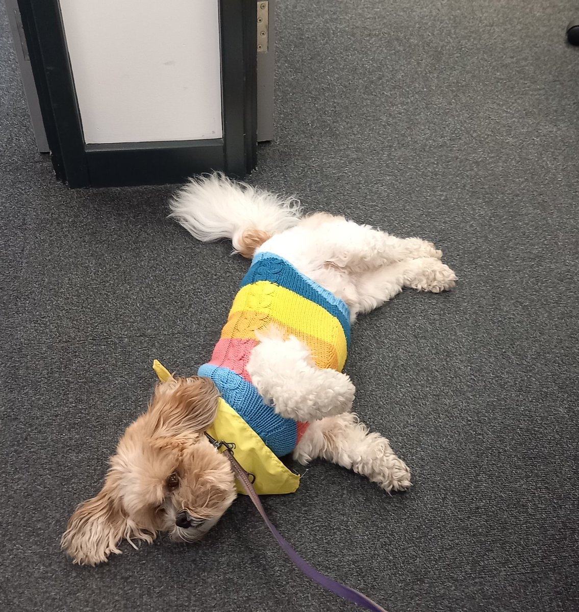 After a successful interview (on his terms of course) we have a new employee in our CQI team @croydonhealth meet Archie with thanks to avni sualy and @DoveyAndy who will be helping us improve staff wellbeing and joy at work