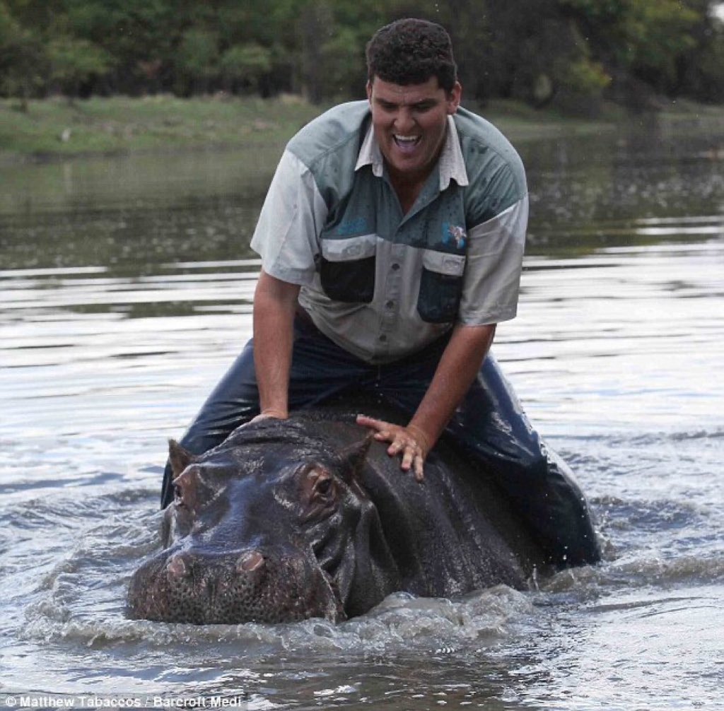 Lencyclopediste's tweet photo. En 2005, un homme sud-africain, Marius Els, a adopté un bébé hippopotame, après l'avoir sauvé d'une rivière. 6 ans plus tard, après des années de vie commune, l'hippopotame qu’il a nommé "Humphrey" et qu’il considérait comme un fils l'a traîné dans cette même rivière et l'a tué. https://t.co/8399IBjPbf
