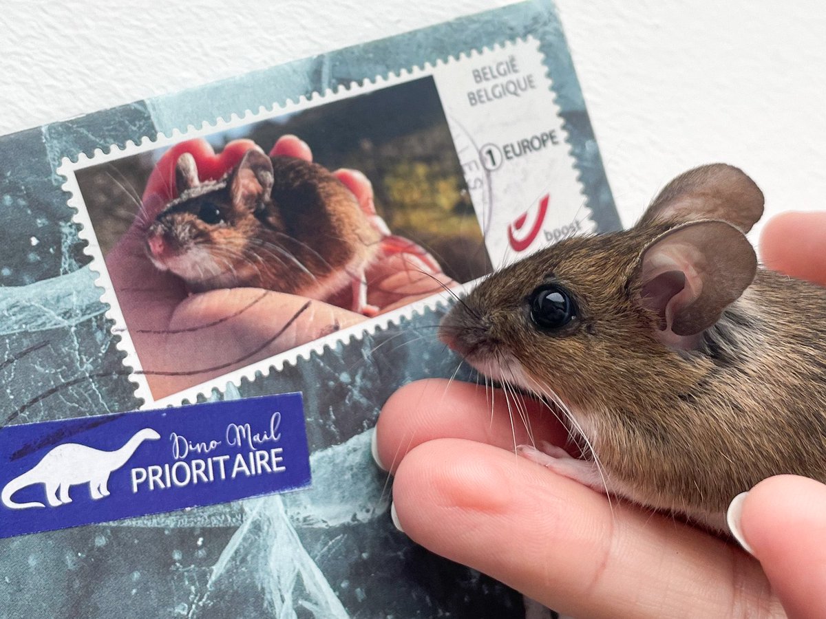 Если у вас никогда не было персонализированной почтовой марки, значит вы точно не фрау Мышб! Наша бельгийская фея @Bjorktobe прислала корреспонденцию 🥹🫶🏻🐭 Брунгильда в восхищении!