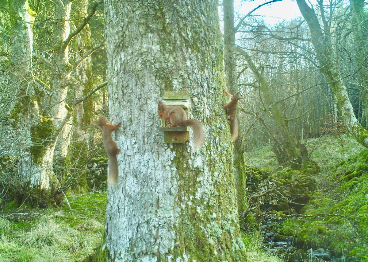 RSNE (@redsquirrelsne) on Twitter photo It's #RedSquirrelAppreciationDay! Which
also marks the launch of the #UKSA's England Red Squirrel Action Plan #ERSAP.
Read the Action Plan here: squirrelaccord.uk/englandredsqui…
Join the <a href="/SquirrelAccord/">UK Squirrel Accord</a>'s twitter storm (9am - 11am) using the hashtag #RedSquirrelAppreciationDay
Image:Matt It's #RedSquirrelAppreciationDay! Which
also marks the launch of the #UKSA's England Red Squirrel Action Plan #ERSAP.
Read the Action Plan here: squirrelaccord.uk/englandredsqui…
Join the <a href="/SquirrelAccord/">UK Squirrel Accord</a>'s twitter storm (9am - 11am) using the hashtag #RedSquirrelAppreciationDay
Image:Matt