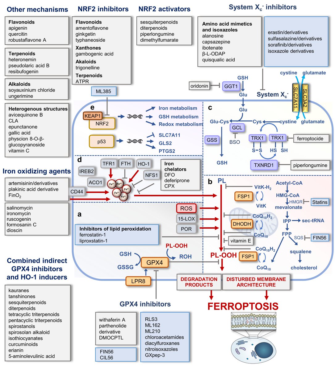 Check out our review on #ferroptosis-inducing agents in #MedicinalResearchReviews! We discuss the challenges and opportunities in the development of redox therapeutics for a targeted #cancer therapy.
doi.org/10.1002/med.21…
#celldeath #peroxidation @uniinnsbruck @UniJena