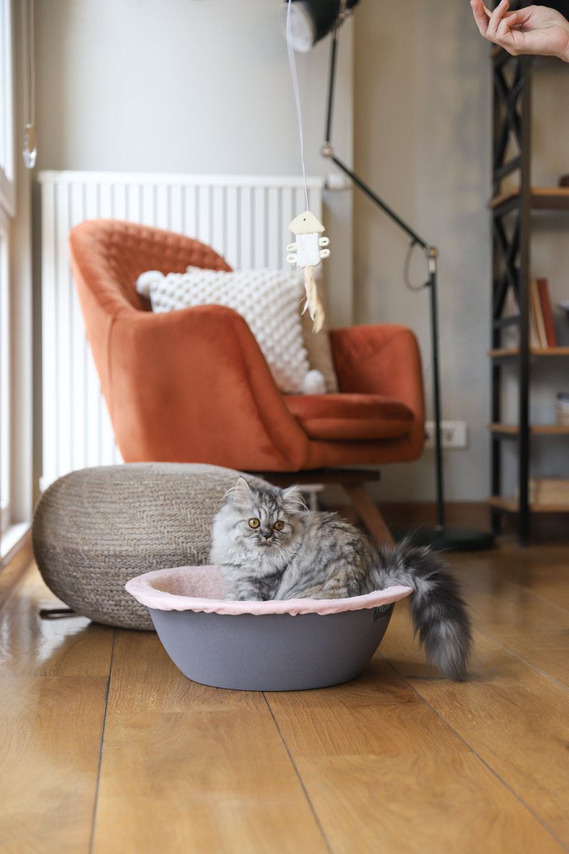 HepperOfficial's tweet photo. Bella took a sniff test and our Nest Bed passed with honors! Now they're the cutest inseparable duo ♥️😻
#CatsOfHepper #CuteCats #CatsOfTwitter #Hepper #HepperNestBed 

Get it here: https://t.co/Xis1LvJgDx https://t.co/aj8fCZqBXH