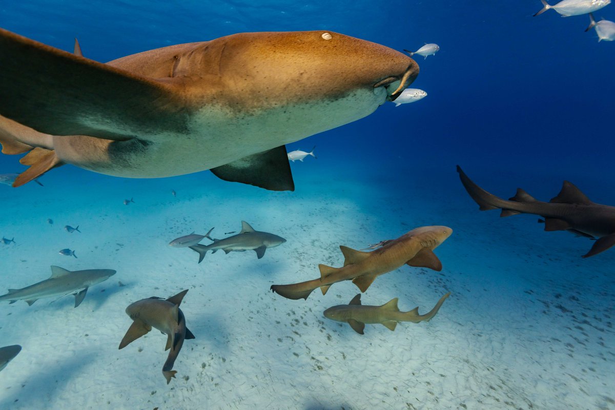 Mr Darryl MacDonald tweet media