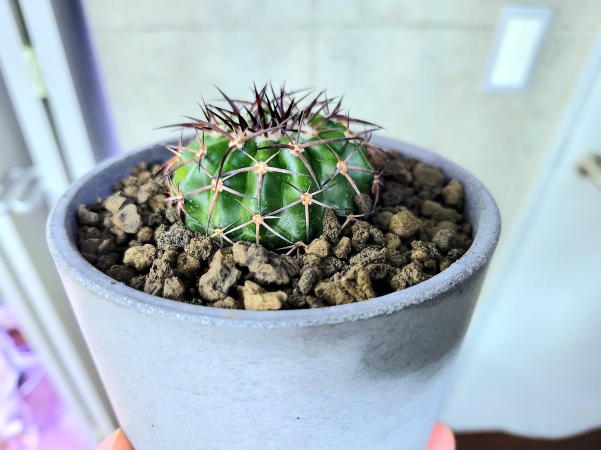 drybizarre's tweet photo. Discocactus gigantea
成長するとメロカクタスのような花座をつくるディスコカクタス ギガンティア
ギガンティアの種名にあるように巨大化するんでしょうかね🤔
この子はまだまだ子株なので花座はまだまだです(^-^)
#ディスコカクタス
#Discocactus
#サボテン https://t.co/AMLiXv4Pn2