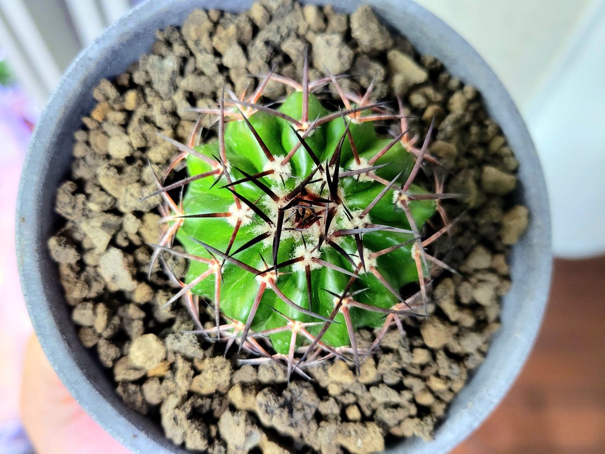 drybizarre's tweet photo. Discocactus gigantea
成長するとメロカクタスのような花座をつくるディスコカクタス ギガンティア
ギガンティアの種名にあるように巨大化するんでしょうかね🤔
この子はまだまだ子株なので花座はまだまだです(^-^)
#ディスコカクタス
#Discocactus
#サボテン https://t.co/AMLiXv4Pn2