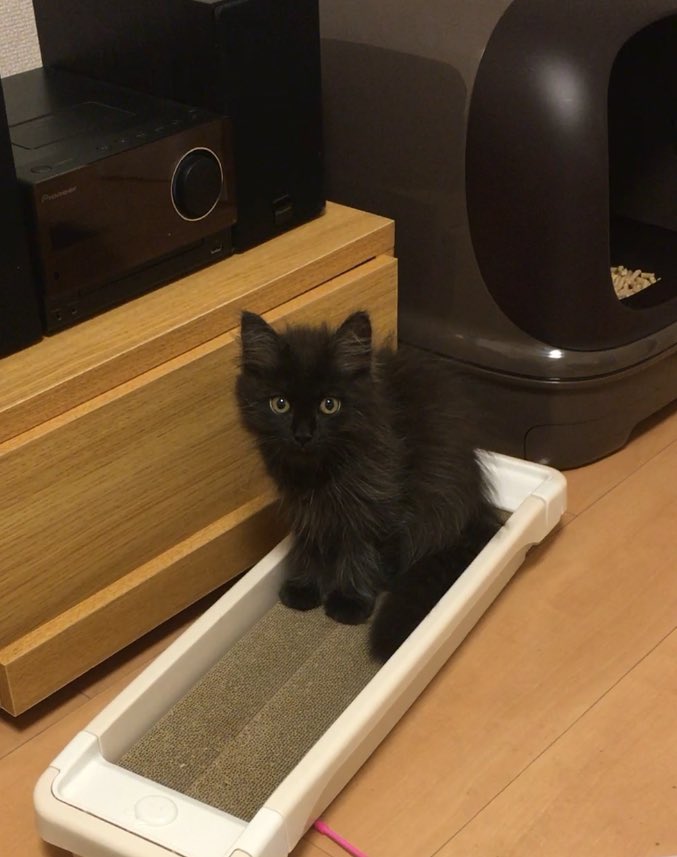 tanabe_idea's tweet photo. 今月で私の飼い猫(♂)は5歳になります。人間で例えると36歳だそうです。
結構いい歳なのに甘えん坊で、
なんなら歳を重ねるごとに甘え度が増し��る気すらします🤔

それだけ一緒にいて絆も深まってるということかな。 https://t.co/JCBUV8iV3D