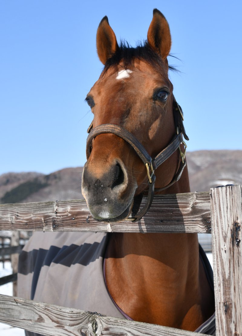 オーヴァルエース綺麗だねぇ〜
※母父グラスワンダー❤ 