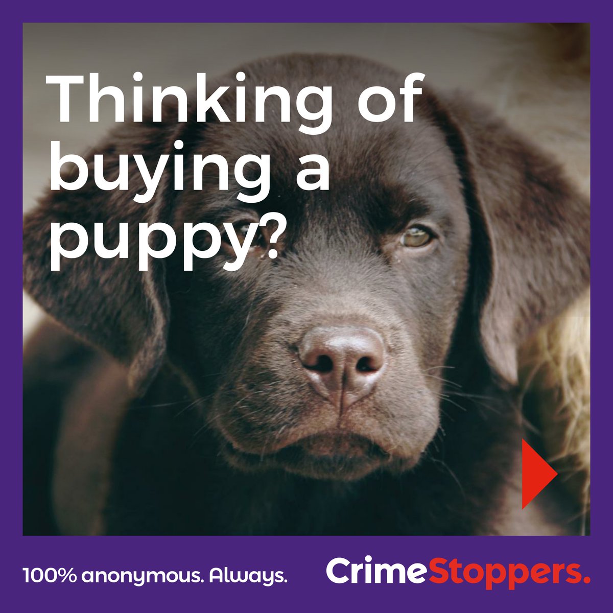 CrimestoppersUK's tweet photo. Your dream puppy for a low price - seems too good to be true, right? Sadly, it probably is.

It’s likely that the poor welfare of the dogs is the cost.

Know something about #IllegalBreeding? 

Speak up to our charity, 100% anonymously, today: https://t.co/FvaxgnCczw https://t.co/y8InyFjJph