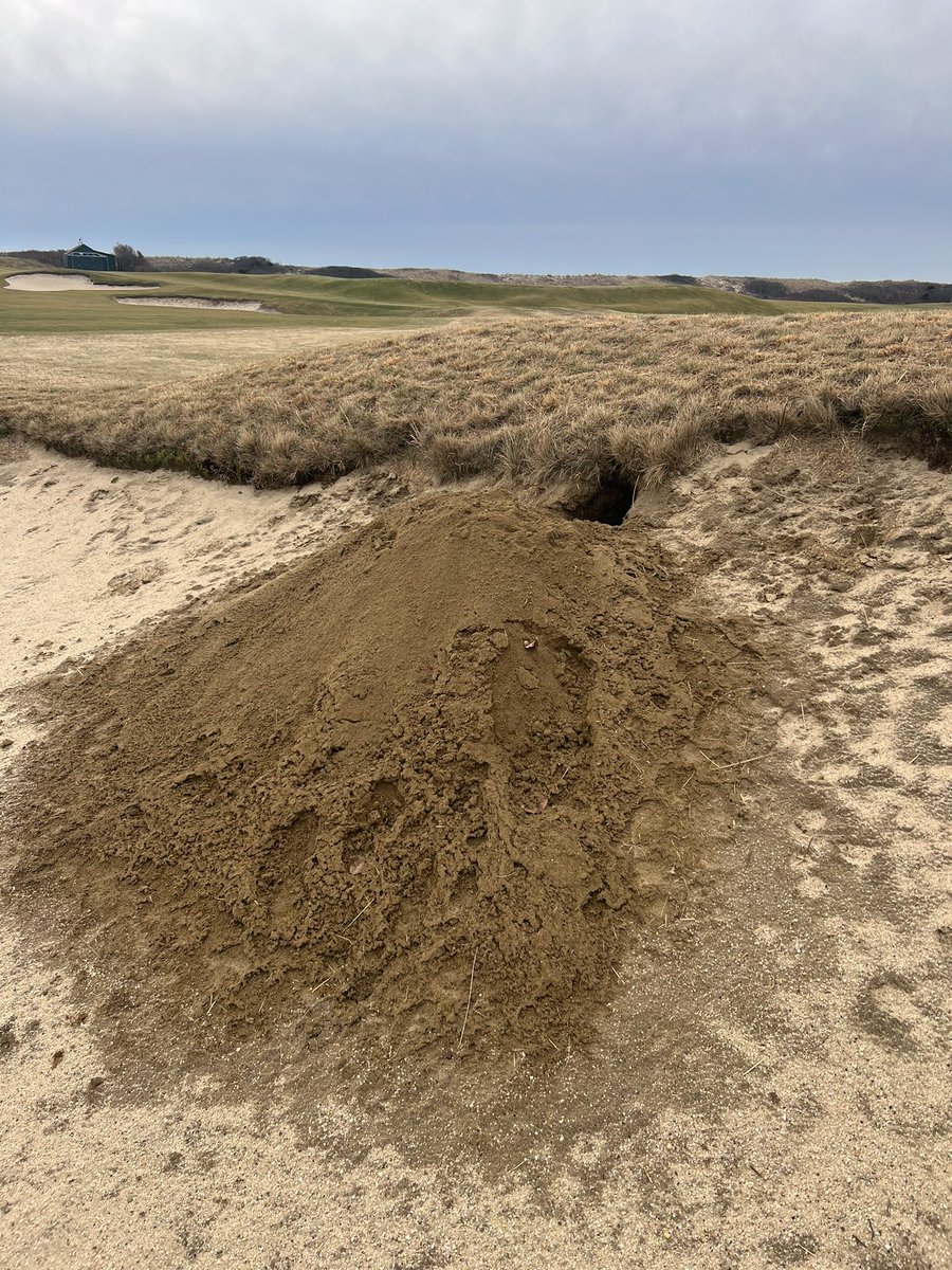 Michael Sheehan tweet media