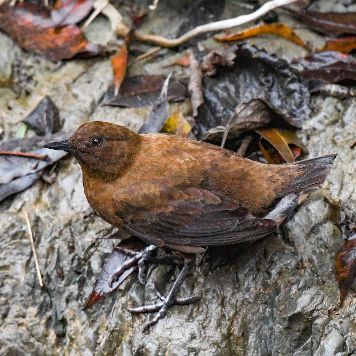 goodrawl's tweet photo. Brown Dipper
#birds
#birdwatching
#IndiAves
#TigerFall https://t.co/wU7OdVVzSm