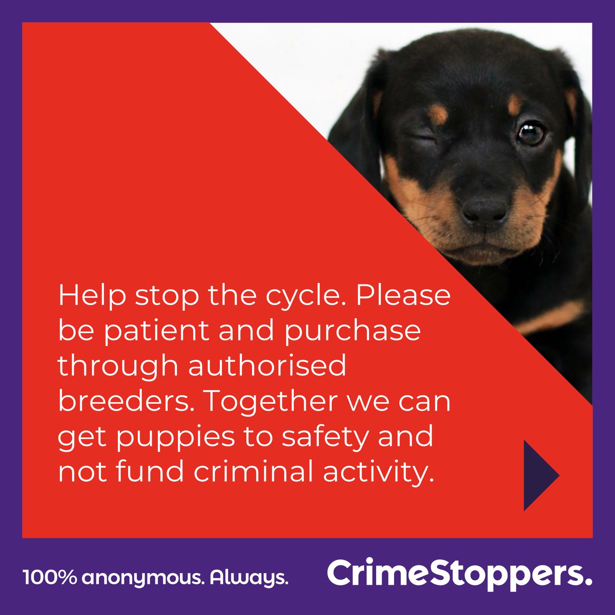 CrimestoppersUK's tweet photo. Your dream puppy for a low price - seems too good to be true, right? Sadly, it probably is.

It’s likely that the poor welfare of the dogs is the cost.

Know something about #IllegalBreeding? 

Speak up to our charity, 100% anonymously, today: https://t.co/FvaxgnCczw https://t.co/y8InyFjJph