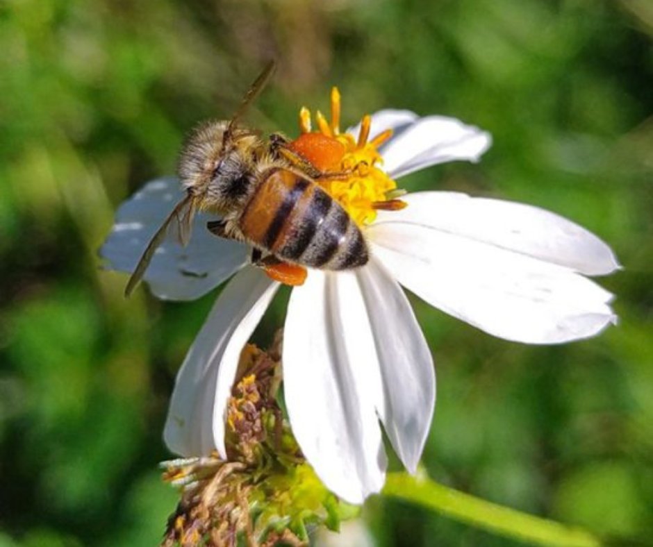 🧬 Honey Bee DNA Footprints 

🐝 Bees and other insects leave behind tiny ‘footprints’ of environmental DNA on plants each time they visit, giving researchers a way of tracking.

📌 Learn more - ow.ly/tPpk50Muq7t

#honeybees #biodiversity #research #savethebees #flowers