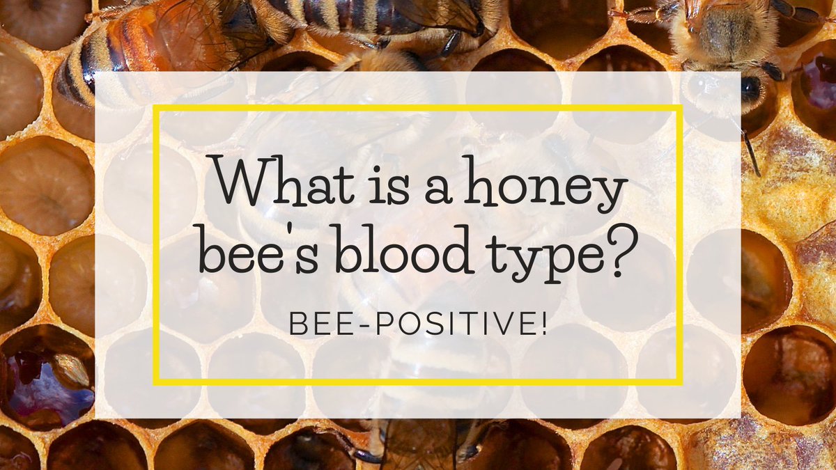 🐝😁  Bee-positive! #FridayFunny

#savethebees #beesofinstagram #insects #honeybees #beehumor #backyardbees #honey #beehives #beekeepers #apiary