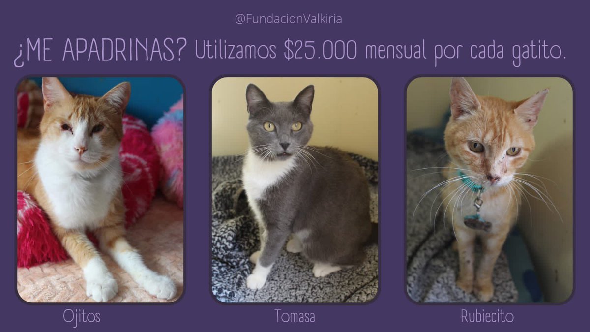 Valkiria_anf's tweet photo. Amigos buscamos padrinos/madrinas 💜 Utilizamos $25.000 por gatito en alimento y arena 🐈‍⬛ Anímate a ser padrino/madrina 💜

#Antofagasta #cat #rescate #Chile https://t.co/iYg5PxgY29