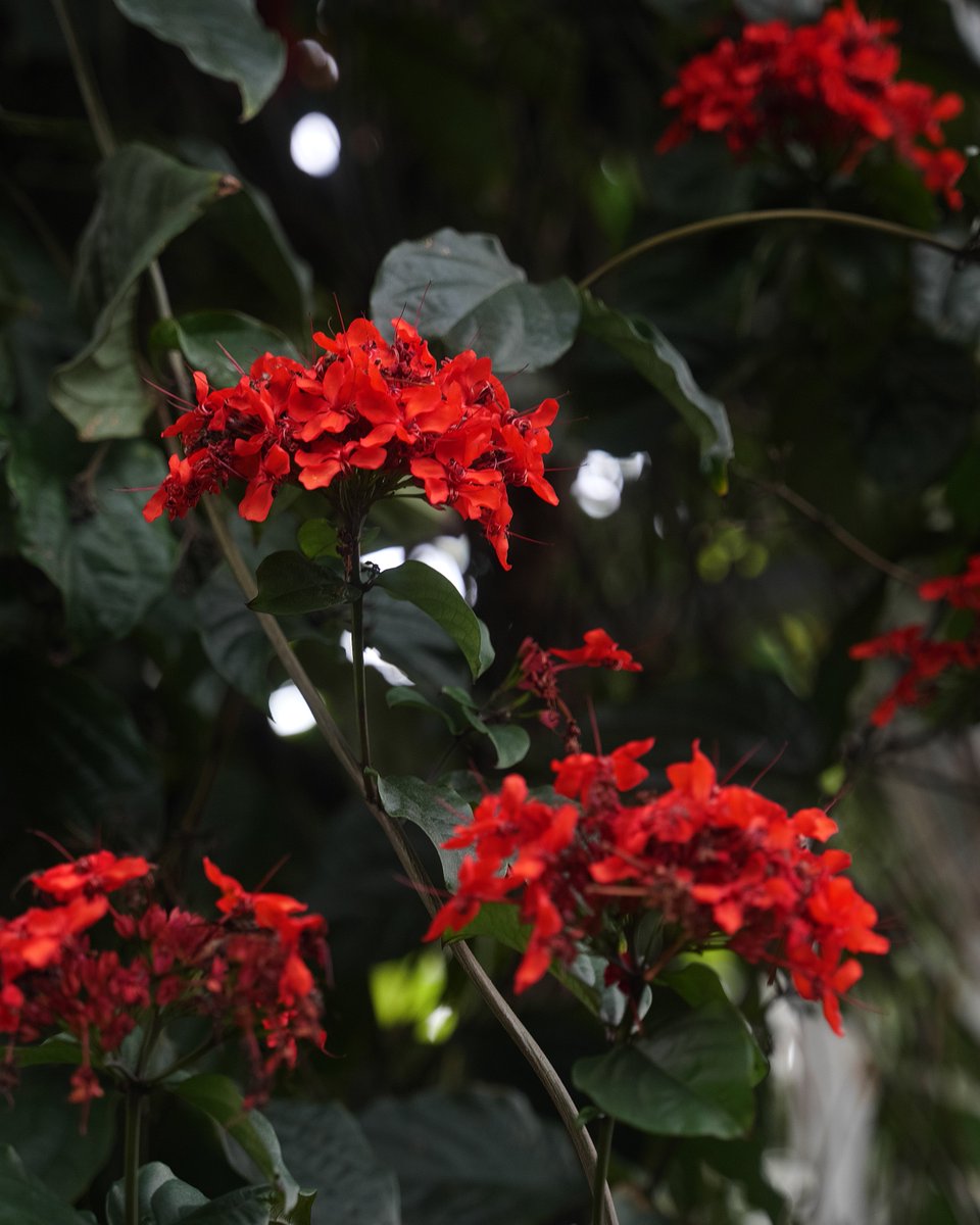 #ぶらりフォト散歩
今週はアップする写真は #広島市植物公園 で撮った写真
この花の赤はとても印象的で撮ったような、そうでないような。
.
.
.
.
#LUMIXS1
#sigma2470art mm F2.8 DG DN
#LUMIXJAPAN
#SILKYPIX
#ファインダー越しの私の世界
#写真好きな人と繋がりたい
#写真を撮らせてくれる方募集中