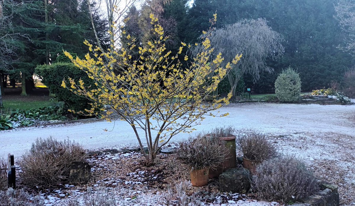 In our garden this week  our very welcome and beautiful sunshine yellow #witchhazel.