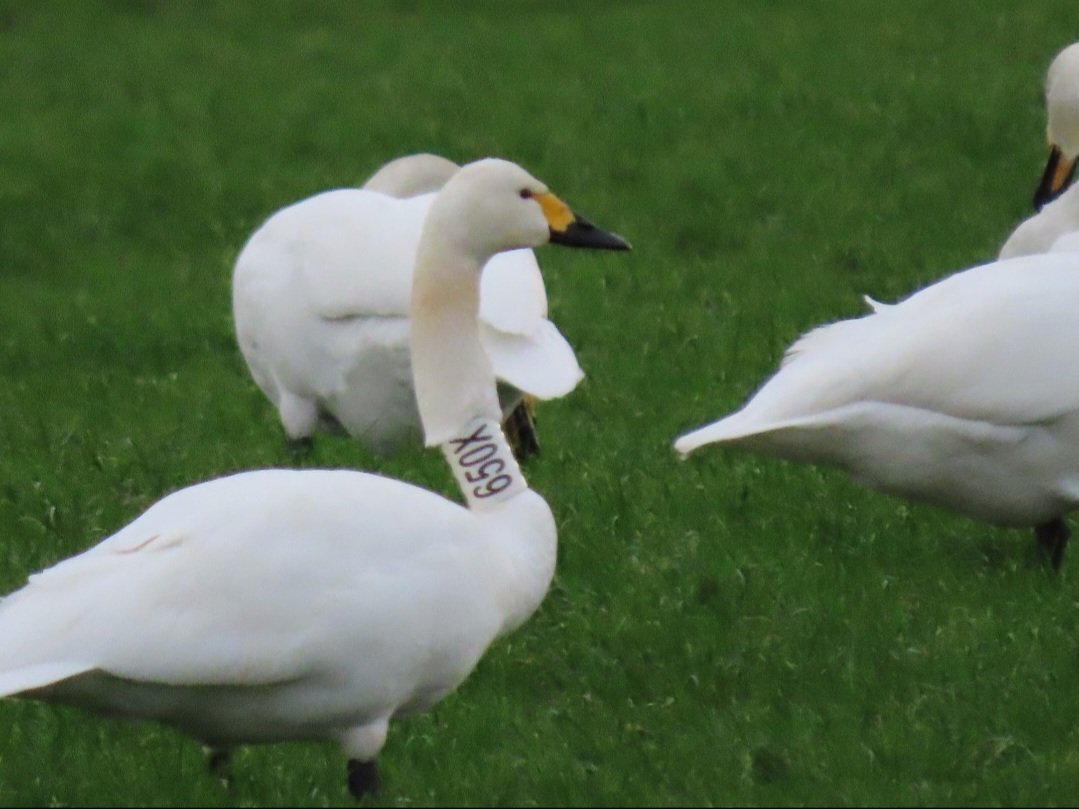 martinkool's tweet photo. Op 18-1-23 deze #kleinezwaan #bewick met halsband #650X in flinke groep met kleine-, knobbel- en wilde zwaan nabij #anjum #friesland gezien. Blijkt ruim 5 jaar oud en is veel gezien in jan. febr. mrt. in Duitsland. Ook melding uit Letland. Bereisd type. @bewickiiontour https://t.co/z6pqqxWAQv