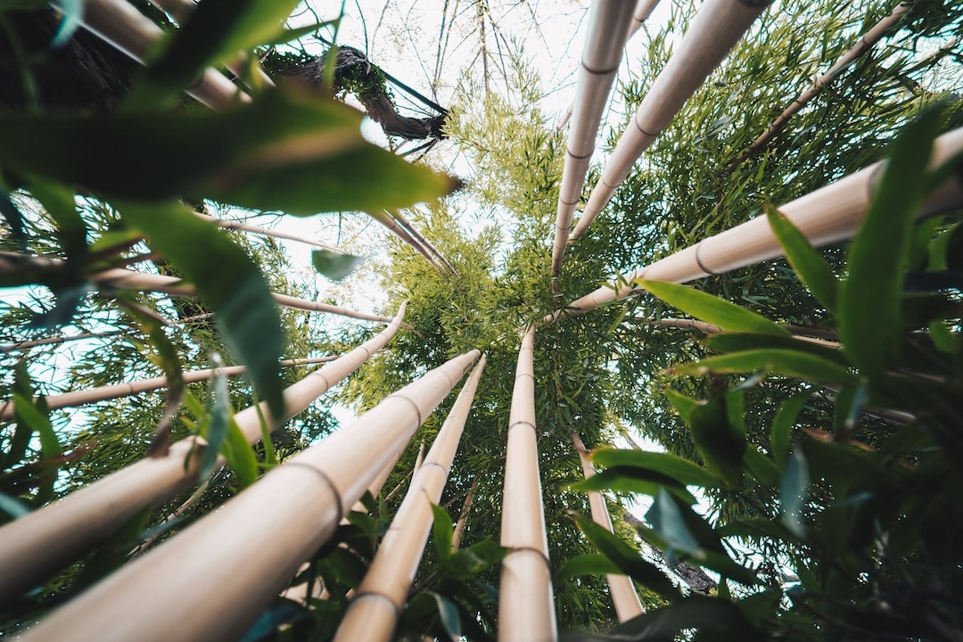 Bamboo can be grown with other plants in an #agroforestry system. A mix that works well in Indonesia can include: 
• Rambutan (fruit)
• Banana (fruit)
• Jackfruit (fruit/timber)
• Parkia speciosa (legume)
• Coffea arabica (coffee beans)

📷️ by Bence Balla-Schottner