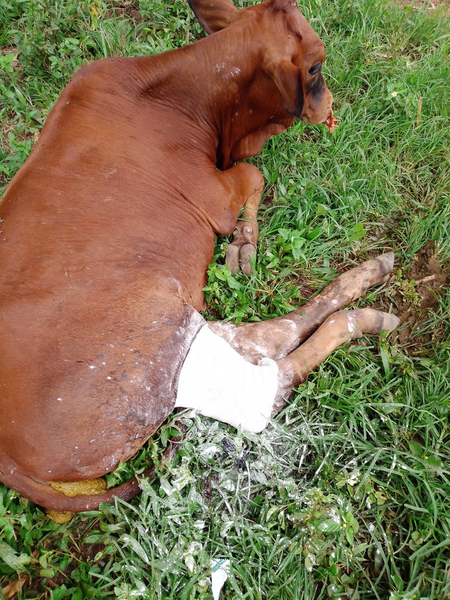 Today @ the farm whilst handling, one of the weaners broke a hind leg. Had to put him on plaster. Let's wish him quick recovery.